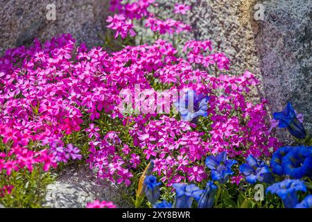 un tapis de fleurs de phlox rose et de fleurs de gentiane bleues à la lumière du soleil Banque D'Images