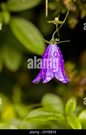 un seul chellflower violet suspendu avec des gouttes de rosée Banque D'Images