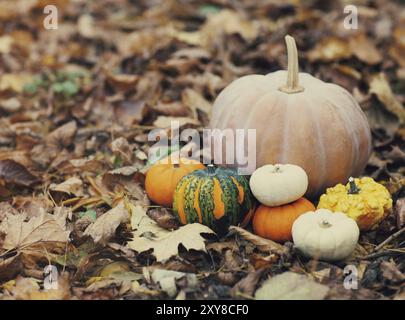 Pumpkins with feuilles colorées de flou artistique en arrière-plan Banque D'Images