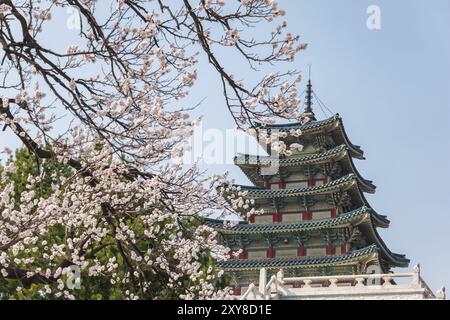 Floraison de cerisier de printemps ou sakura à Séoul, Corée du Sud, Asie Banque D'Images