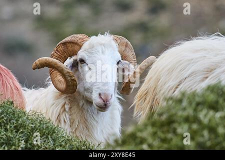 Un bélier regarde directement dans la caméra, entouré par la nature, près de la gorge de Kallikratis, Lefka Ori, montagnes blanches, massif montagneux, ouest, Crète, Gree Banque D'Images