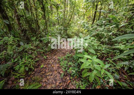 Sentier de randonnée dans la forêt tropicale humide à travers une végétation dense, parc national du Corcovado, péninsule d'Osa, province de Puntarena, Costa Rica, central Amer Banque D'Images