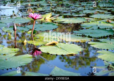 Nymphaea, lis rose au Parque de la Paloma. Benalmádena, Málaga, Espagne. Banque D'Images