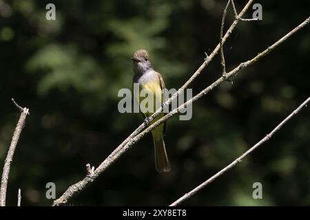 Le grand mouche à crête (Myiarchus crinitus) mâle perché près du nid. Scène naturelle du Wisconsin Banque D'Images