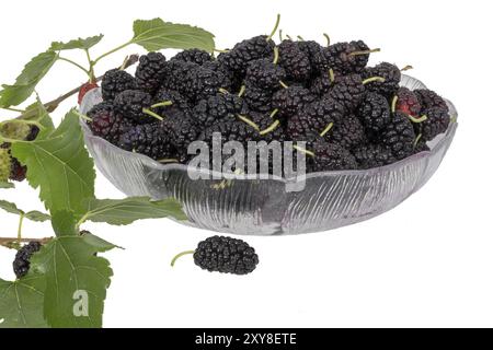 Un bol plein de mûres noires orné de feuilles de mûrier et de fruits non mûrs, mis en libre sur blanc Banque D'Images