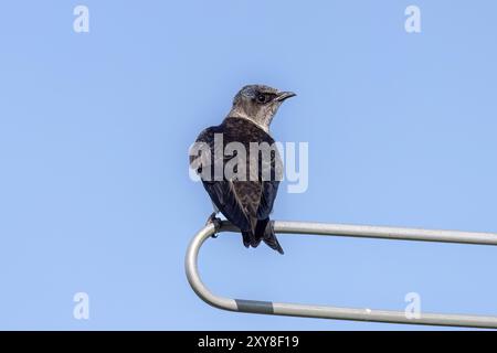 Le Martin violet (Progne subis), femelle assise sur le bord de la boîte de nid Banque D'Images