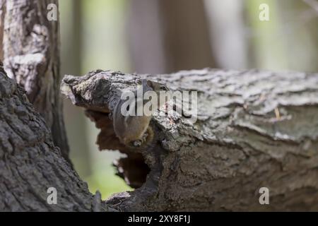 Le chipmunk oriental. Est une espèce de tchoumunk trouvée dans l'est de l'Amérique du Nord Banque D'Images