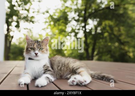 Le magnifique chat tricolore se trouve sur une terrasse en bois marron avec un fond vert flou.Joyeux chat couché.Concept d'animal de compagnie sain et heureux Banque D'Images