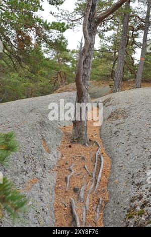 Parc national de Tiveden en suède, en automne Banque D'Images