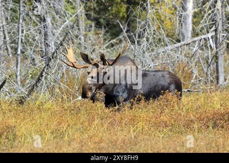 Orignal-taureau dans le parc provincial Algonquin au Canada Banque D'Images