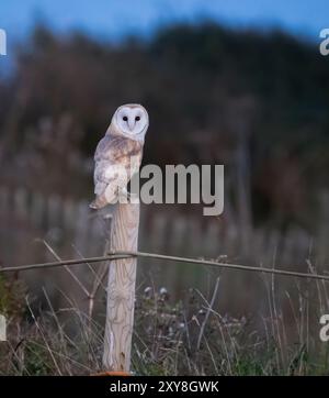 chouette grange dans la lumière du soir assis sur un poteau Banque D'Images