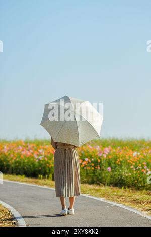 Une jeune touriste tient un parasol pour voir le vaste et coloré champ de fleurs cosmos, Banque D'Images