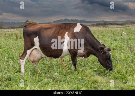 vache laitière dans un champ regardant Banque D'Images