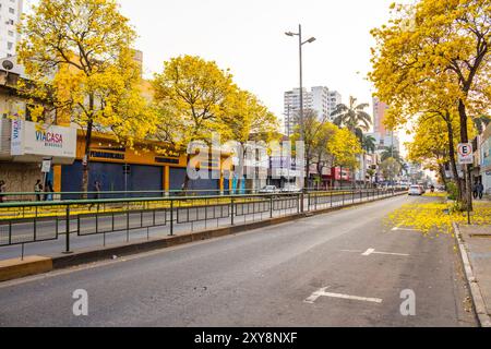 Goiania, Goias, Brésil – 28 août 2024 : section d’une avenue à Goiania, avec plusieurs ipe à fleurs jaunes. Handroanthus albus. Banque D'Images
