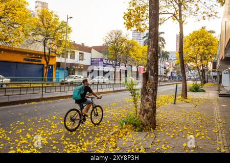 Goiania, Goias, Brésil – 28 août 2024 : section d’une avenue à Goiania, avec plusieurs ipe à fleurs jaunes. Handroanthus albus. Banque D'Images