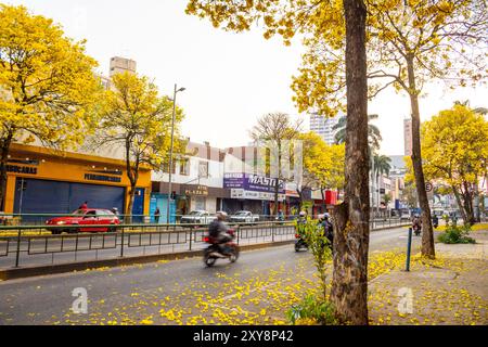 Goiania, Goias, Brésil – 28 août 2024 : section d’une avenue à Goiania, avec plusieurs ipe à fleurs jaunes. Handroanthus albus. Banque D'Images