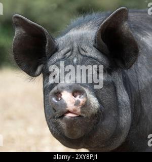 Black Berkshire Pig étude de la tête en gros plan Banque D'Images