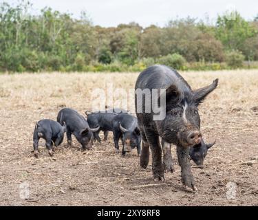 berkshire pig sow conduisant ses porcelets vers la caméra Banque D'Images