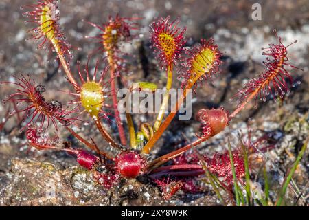 Rosée à feuilles oblongues / rosée à feuilles de cuillère / rosée à feuilles spatulées (Drosera intermedia), plante insectivore en landes Banque D'Images