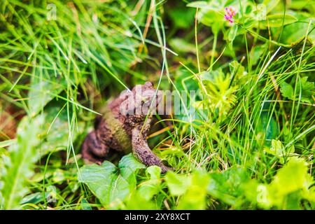 Gros plan de crapaud gris assis dans l'herbe verte du jardin. Banque D'Images