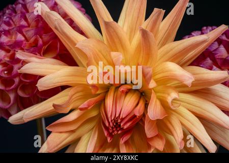 WA25617-00...WASHINGTON - Dinnerplate dahlia devant un couple de dahlias roses. Banque D'Images