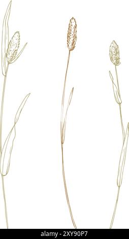 Phleum pratense trois branches sauvages, herbes de prairie, fleurs séchées. Le dessin au trait est une illustration simple dessinée à la main à l'encre beige, ocre, brune. Isolé Illustration de Vecteur