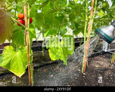 Arroser les plants de tomates poussant dans le sol, dans un jardin de serre à la maison Banque D'Images