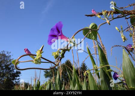 Champ de maïs avec des vignes d'herbe Morning Glory florissantes poussant sur des tiges de maïs avec un ciel bleu intense comme arrière-plan Banque D'Images