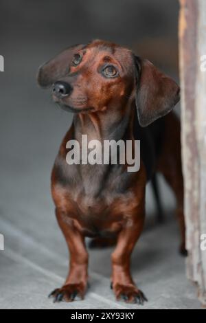 645 chien de teckel standard, aux cheveux lisses, de manteau rouge sans collier, regardant vers le haut sur le trottoir d'une rue dans la municipalité de Regla. La Havane-Cuba. Banque D'Images