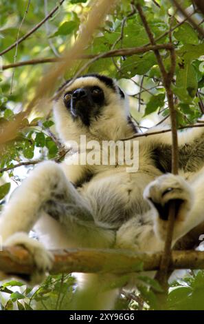 Sifaka de Verreaux (Propithecus verreauxi) au Parc National d'Isalo, Madagascar Banque D'Images