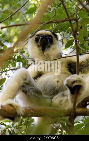 Sifaka de Verreaux (Propithecus verreauxi) au Parc National d'Isalo, Madagascar Banque D'Images