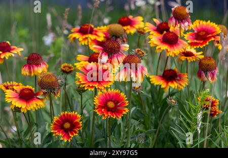 Vibrant Gaillardia Aristata Spintop Blanket Flower Close-up - superbes fleurs rouges et jaunes Banque D'Images