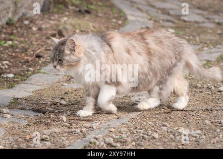 Chat sauvage à poil long marchant en plein air Banque D'Images