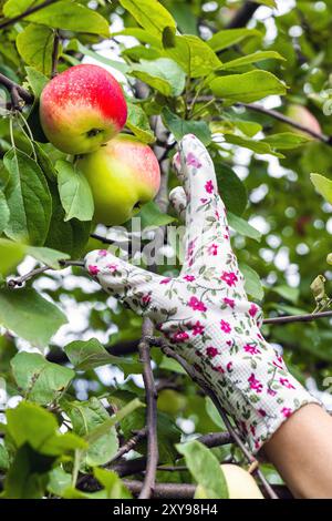 un homme portant des gants de jardinage cueille une pomme dans un arbre. une main gantée cueille une pomme d'une branche. une main choisira une pomme mûre. une pomme rouge pende Banque D'Images