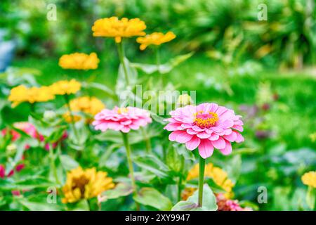 Zinnia rose dans le jardin du matin. Mise au point sélective. DOF faible. Banque D'Images