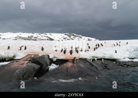 Vue de la colonie de manchots sur l'île Booth, formant le côté ouest du canal Lemaire, Antarctique. Banque D'Images