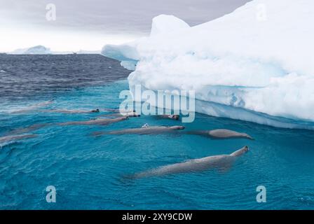 Curieux phoques crabères, Lobodon carcinophaga, nageant près de l'iceberg sur l'île Booth près de la péninsule Antarctique. Banque D'Images