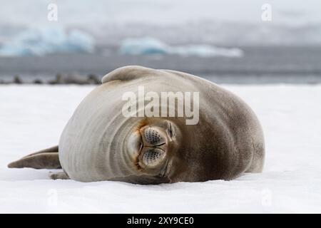 Weddell Seal, Leptonychotes weddellii, traîné sur la glace à Half Moon Island, Antarctique, Océan Austral. Banque D'Images