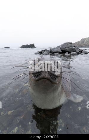 Sympathique éléphant de mer du sud, Mirounga leonina, chiot sevré de près sur la plage de Snow Island, Antarctique. Banque D'Images