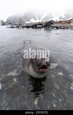 Sympathique éléphant de mer du sud, Mirounga leonina, chiot sevré de près sur la plage de Snow Island, Antarctique. Banque D'Images