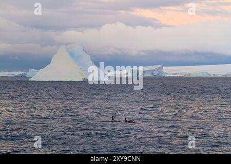 Un petit groupe d'épaulards de type B, Orcinus Orca, en fin de soirée dans le détroit de l'Antarctique, Antarctique, Océan Austral. Banque D'Images