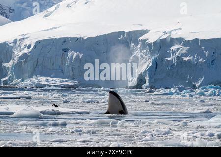 Emballez les épaulards de type B, Orcinus Orca, trouvant un léopard de mer, Hydrurga leptonyx, sur une banquise en Antarctique. Banque D'Images