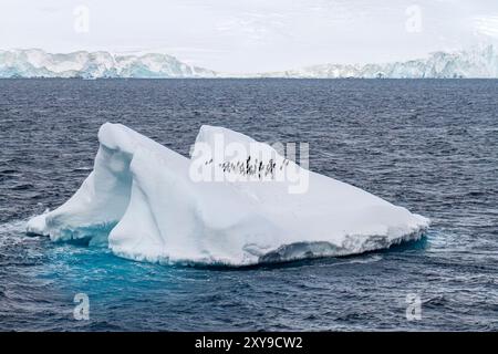 Manchots Adélie, Pygoscelis adeliae, reposant sur un iceberg sur la côte orientale de la péninsule antarctique, Antarctique. Banque D'Images