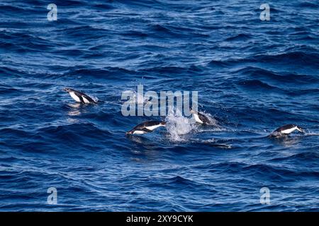 Manchots Adélie, Pygoscelis adeliae, marsouins en mer sur la côte orientale de la péninsule antarctique, Antarctique. Banque D'Images