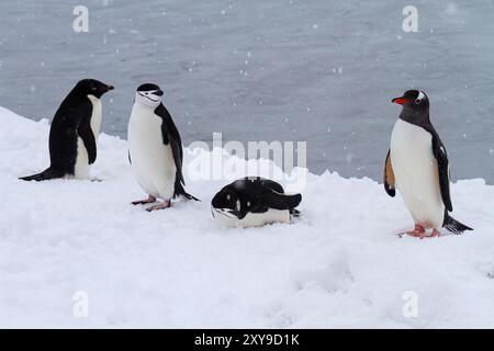 Manchot Adélie, Pygoscelis adeliae, avec manchot gentoo et manchot jugulaire, sur la glace à Booth Island, Antarctique. Banque D'Images