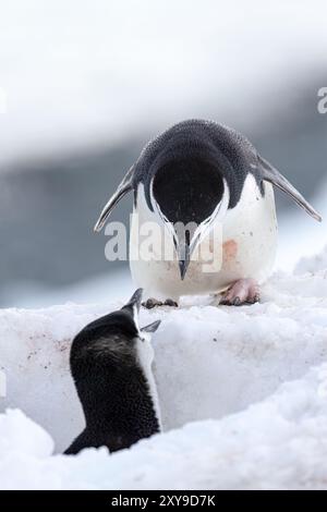 Manchots jugulaire, Pygoscelis antarctica, à la colonie de reproduction à Half Moon Island, Antarctique, Océan Austral. Banque D'Images