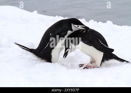 Manchots jugulaire, Pygoscelis antarctica, à la colonie de reproduction à Half Moon Island, Antarctique, Océan Austral. Banque D'Images