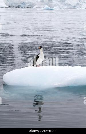 Shag antarctique adulte, Phalacrocorax atriceps bransfieldensis, reposant sur la glace à Neko Harbor, Antarctique. Banque D'Images