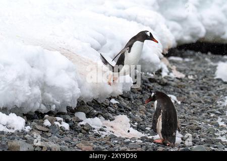 Pingouin gentou adulte, Pygoscelis papua, sautant de la plate-forme de glace à Cuverville Island, Antarctique, Océan Austral. Banque D'Images