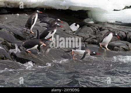 Pingouins doux adultes, Pygoscelis papua, de retour et en provenance de la mer à Booth Island, Antarctique, Océan Austral. Banque D'Images